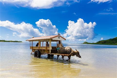 【由布島】水牛車(写真提供：竹富町観光協会）